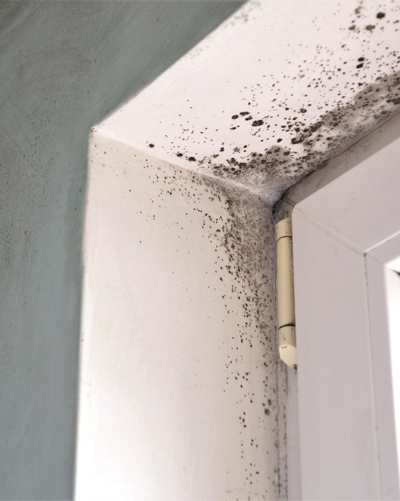 Was gehört zu der Schimmelsanierung