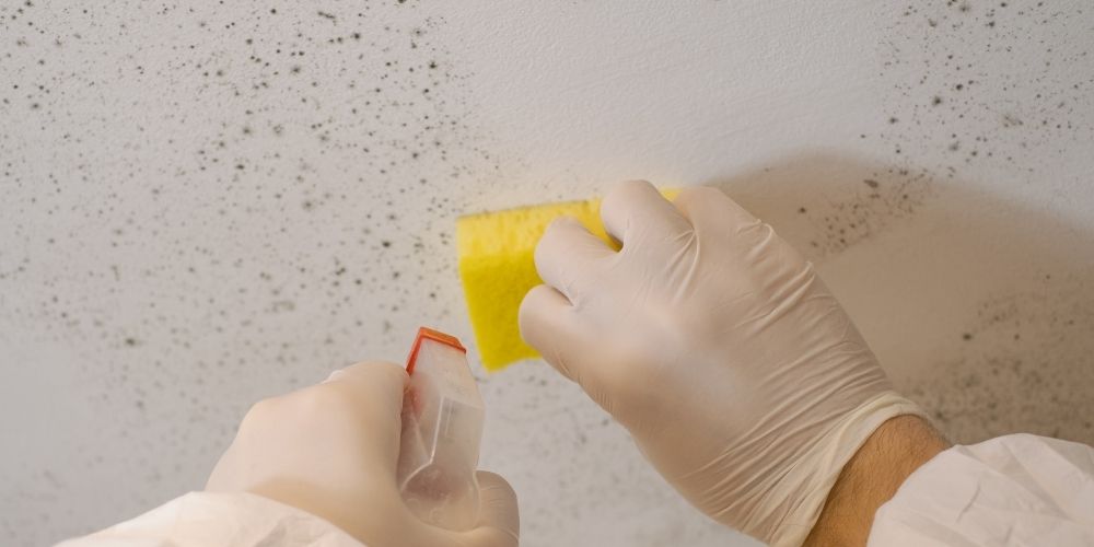 Wie funktioniert Schimmelsanierung